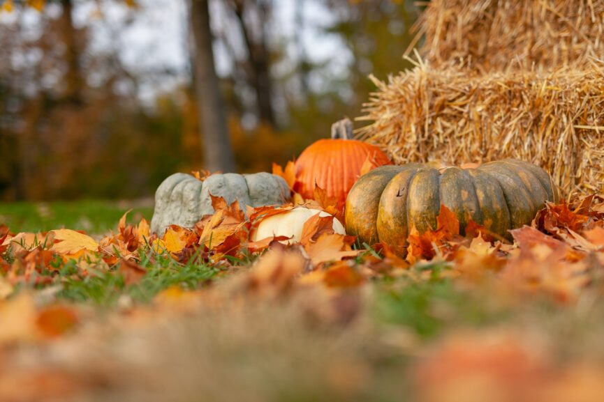 Pumpkins on a leafy field, propped against hay bails